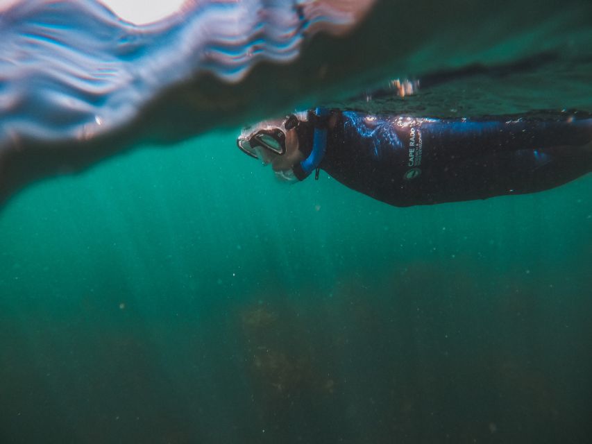 Cape Town: Great African Sea Forest Guided Snorkel - A few practical details that can shape your day