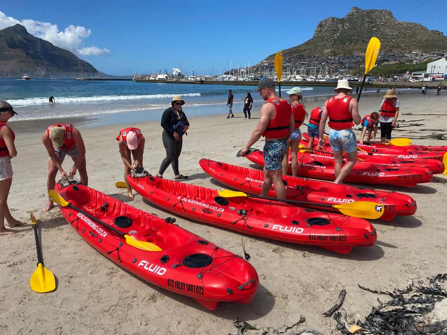Cape Town: Guided Kayak Tour - Meeting the Animal Ocean crew