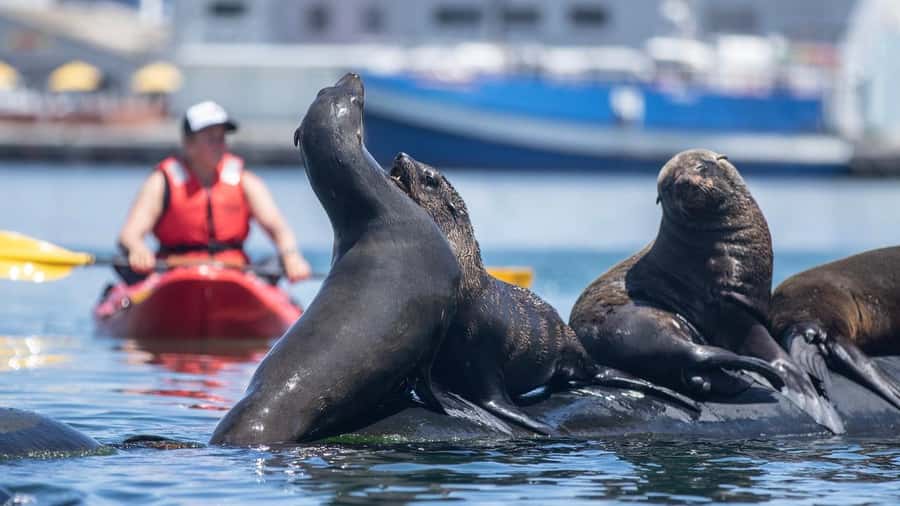 Cape Town: Guided Kayak Tour - Under the jetties in the Green Room