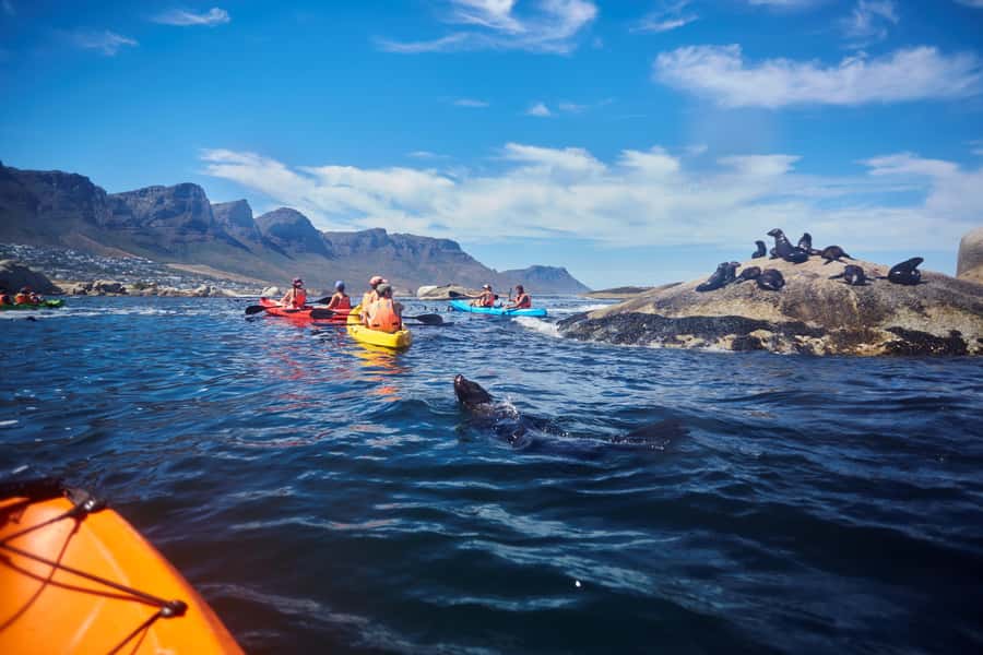 Cape Town: Guided Kayak Tour of Clifton Beaches & The Coast - Kelp, rock pools, and the Maiden’s Cove side