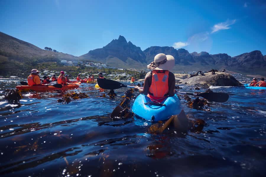 Cape Town: Guided Kayak Tour of Clifton Beaches & The Coast - The seal colony and return to the beach