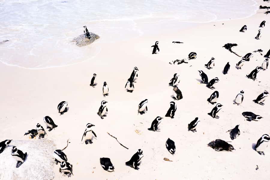 Cape Town: Guided Marine Wildlife Cruise and Cape Point Tour - Why this land-and-sea pairing works