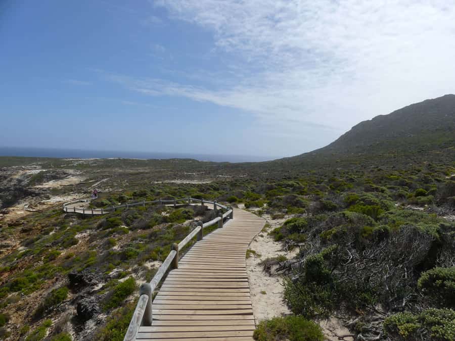 Cape Town: Guided Marine Wildlife Cruise and Cape Point Tour - Meeting the penguins at Boulders Beach