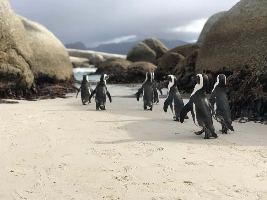Cape Town: Half-Day Boulders Beach & Penguin Encounter Tour - A generous beach stop, not a rushed wildlife visit