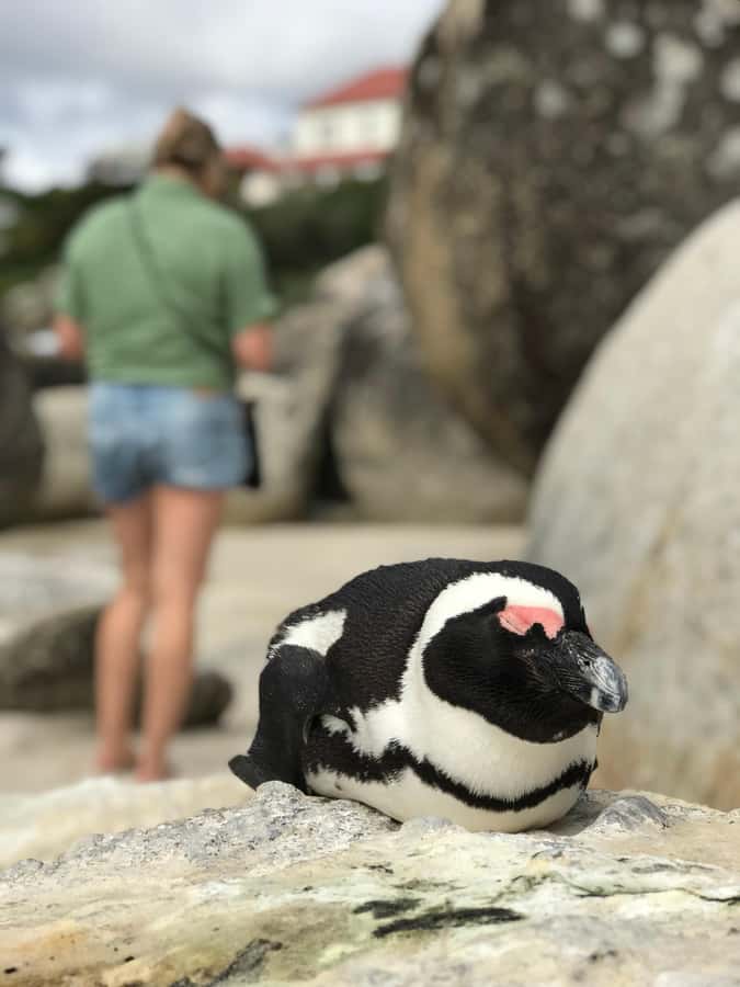 Cape Town: Half-Day Boulders Beach & Penguin Encounter Tour - Bo-Kaap gives the tour a city-side finish