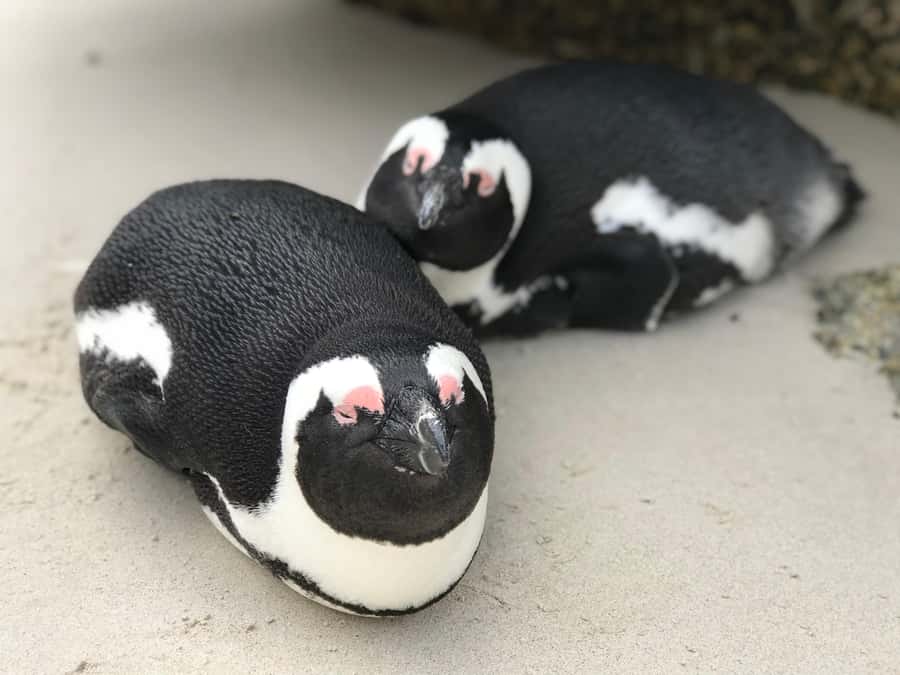 Cape Town: Half-Day Boulders Beach & Penguin Encounter Tour - Why the small group matters
