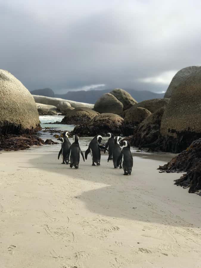 Cape Town: Half-Day Boulders Beach & Penguin Encounter Tour - False Bay views from the Cape Town coast