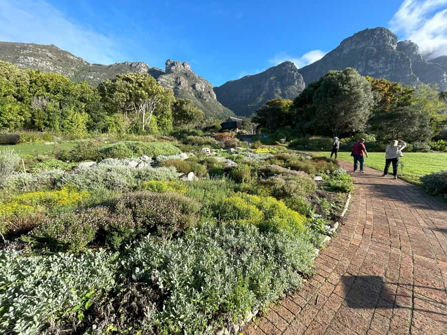 Cape Town: Half Day Table Mountain & Kirstenbosch Gardens - Who should book this morning?