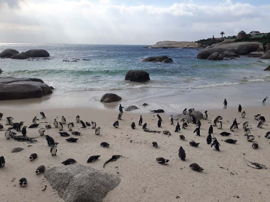 Cape Town: Halfday African Penguin tour - Key points to know before booking