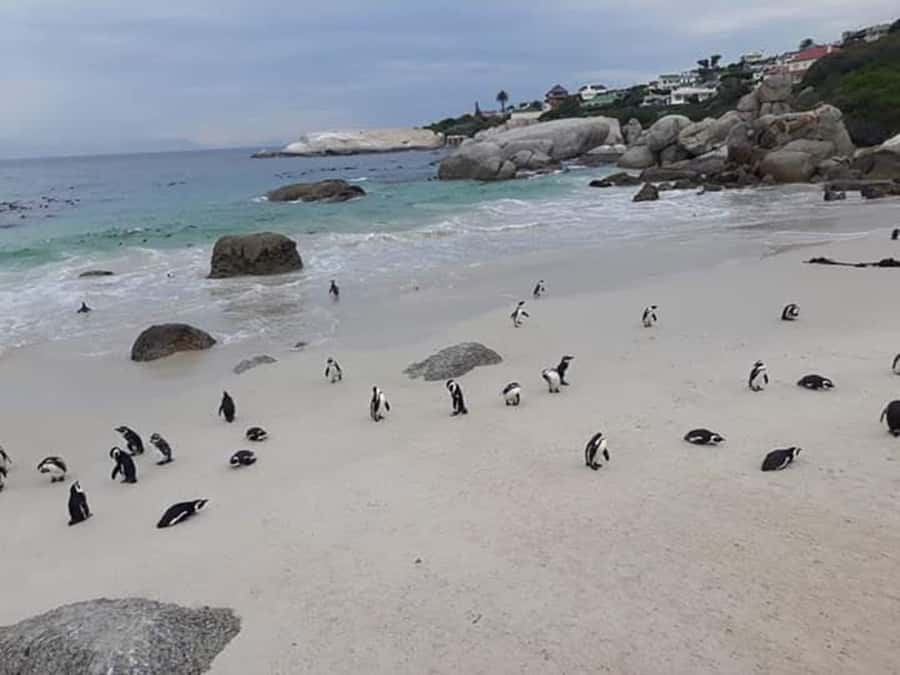 Cape Town: Halfday African Penguin tour - Why the penguins are only part of the appeal
