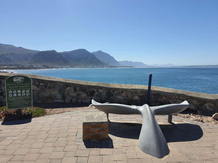 Cape Town: Hermanus Whale Watching Shared Boat & Penguins - A full day built around whales and penguins