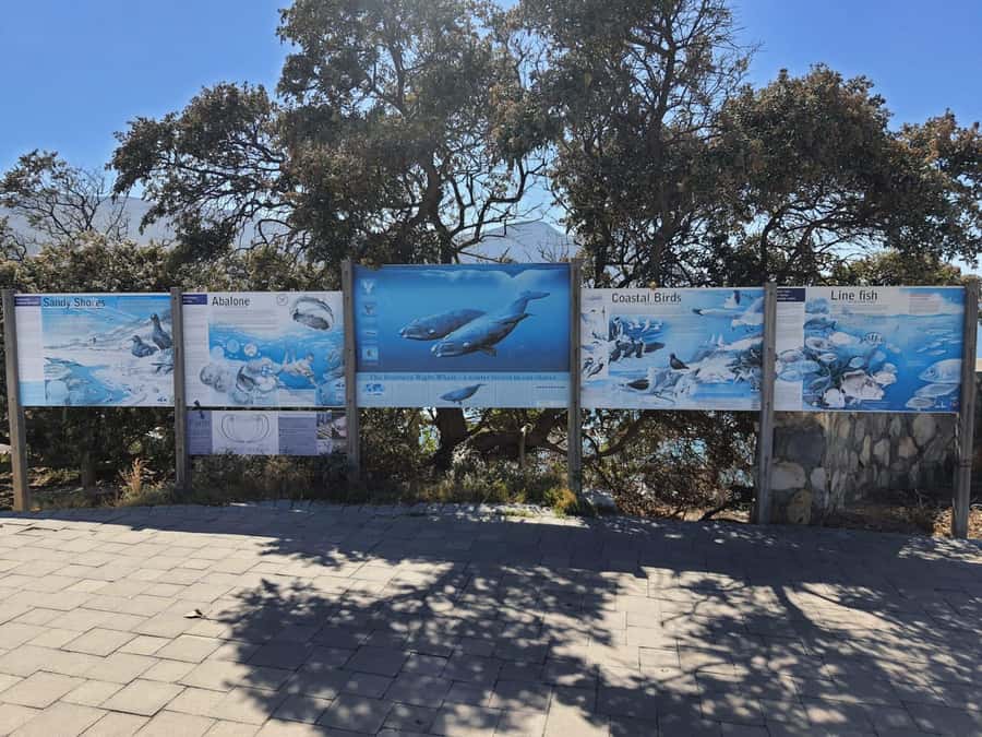Cape Town: Hermanus Whale Watching Shared Boat & Penguins - Lunch and a few hours in Hermanus