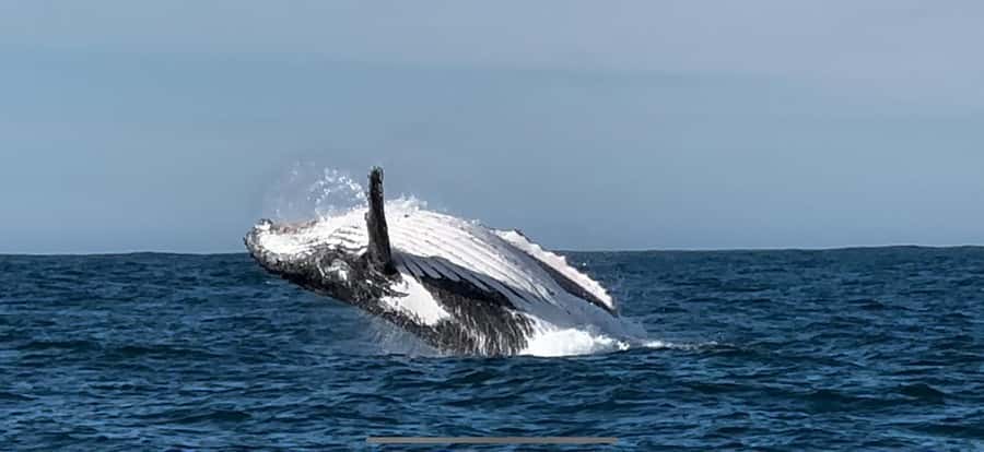 Cape Town: Hermanus Whale Watching Shared Boat & Penguins - Along the Whale Coast to Stony Point