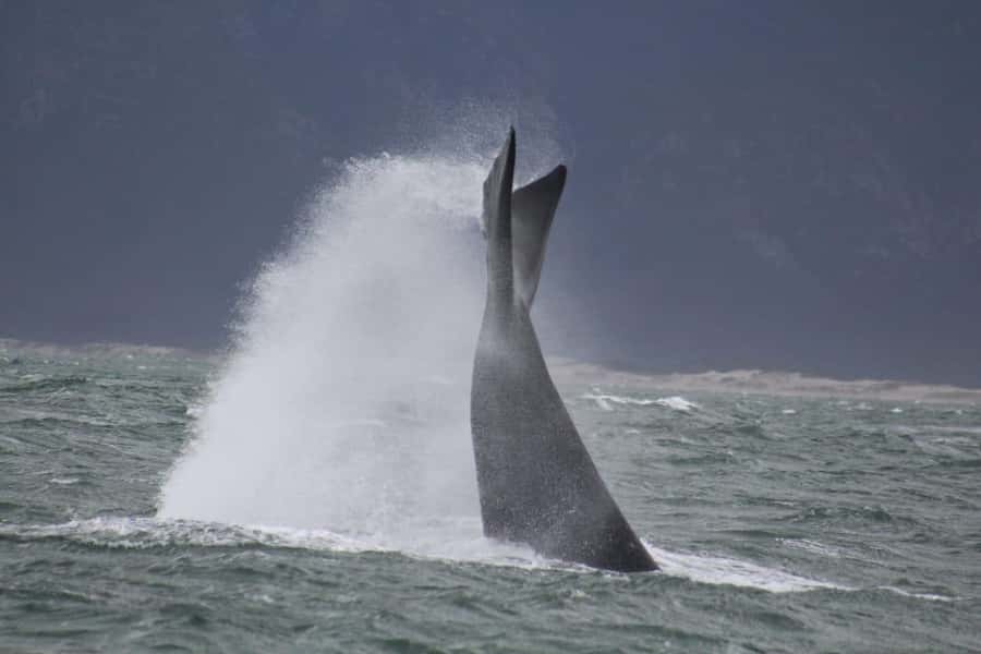 Cape Town: Hermanus Whale Watching Shared Boat & Penguins - Should you book this whale and penguin tour?