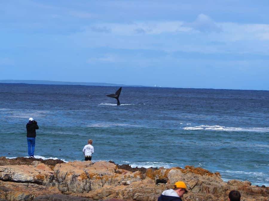 Cape Town: Hermanus Whale Watching Shared Boat & Penguins - Hermanus and the whale-watching boat