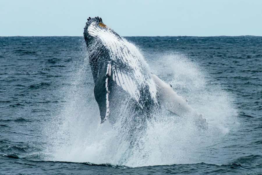 Cape Town: Hermanus Whale Watching Tour - From Cape Town to Hermanus by private vehicle
