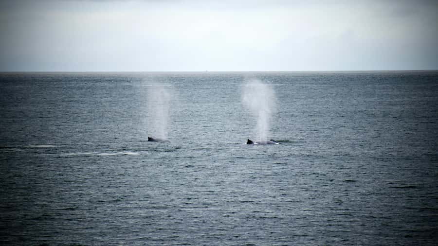 Cape Town: Hermanus Whale Watching Tour - Lunch and free time at Hermanus Waterfront