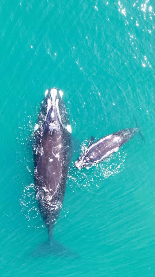 Cape Town: Hermanus Whale Watching Tour - Watching whales from Hermanus waters