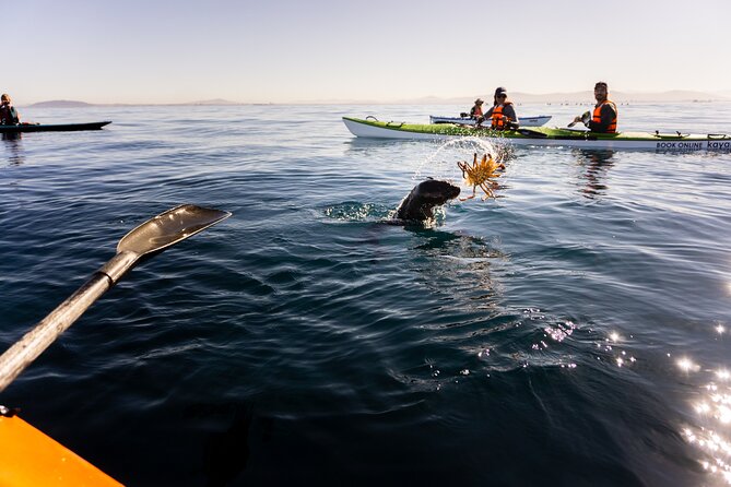 Cape Town Kayak Adventure in Table Mountain Marine Reserve - What to wear and what to bring