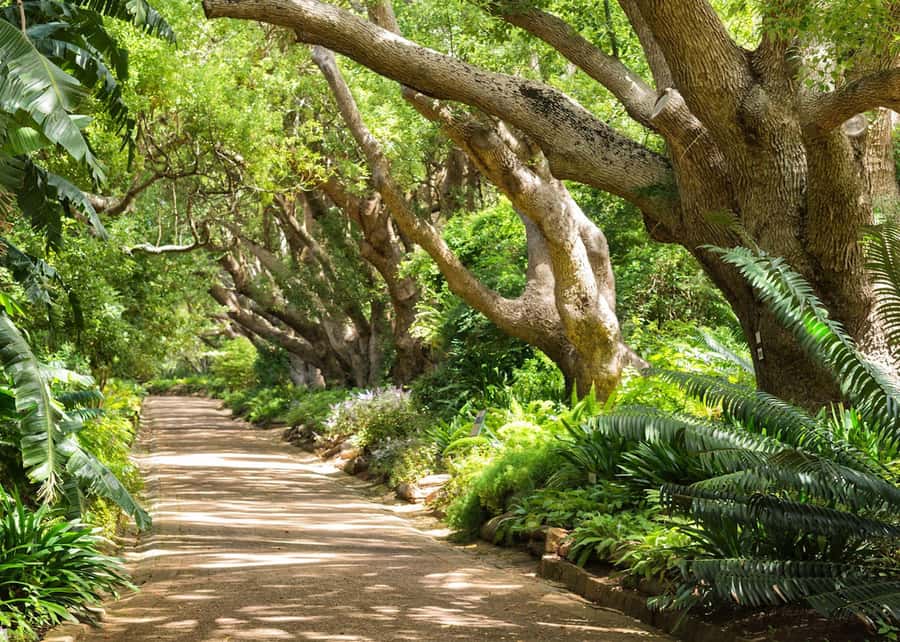 Cape Town: Kirstenbosch Botanical Garden Entry Ticket - Why Kirstenbosch feels different from a city park