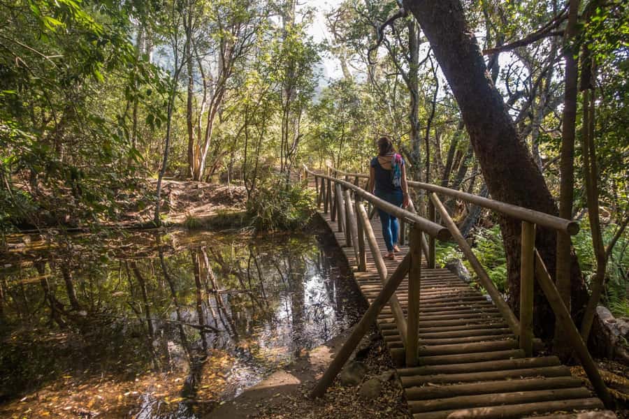 Cape Town: Kirstenbosch Botanical Garden Entry Ticket - Beginning with the garden’s South African plant collections