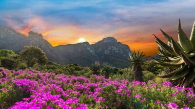 Kirstenbosch Botanical Garden Entry Ticket