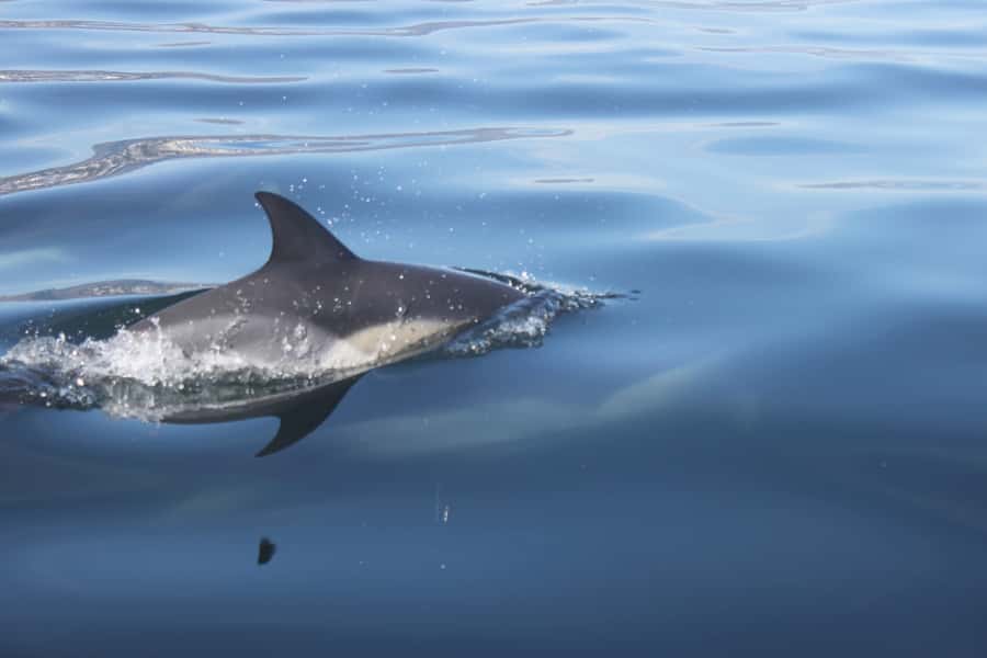 Cape Town: Marine Big 5 Ocean Safari from V&A Waterfront - Key points at a glance