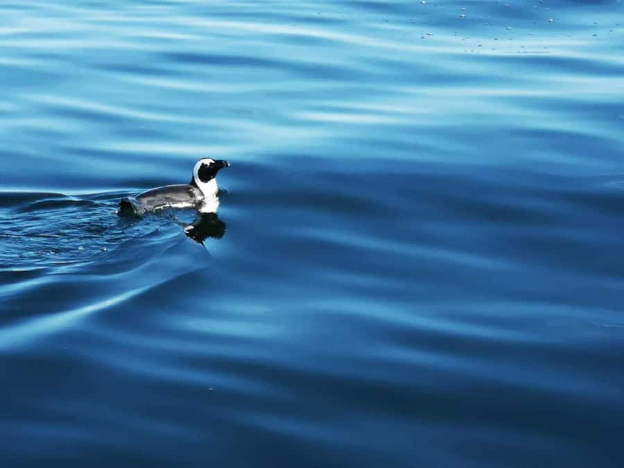 Cape Town: Marine Big 5 Ocean Safari from V&A Waterfront - A closer look at the 90-minute route