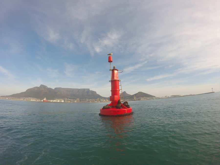 Cape Town: Marine Big 5 Ocean Safari from V&A Waterfront - Food, drinks, and comfort on board