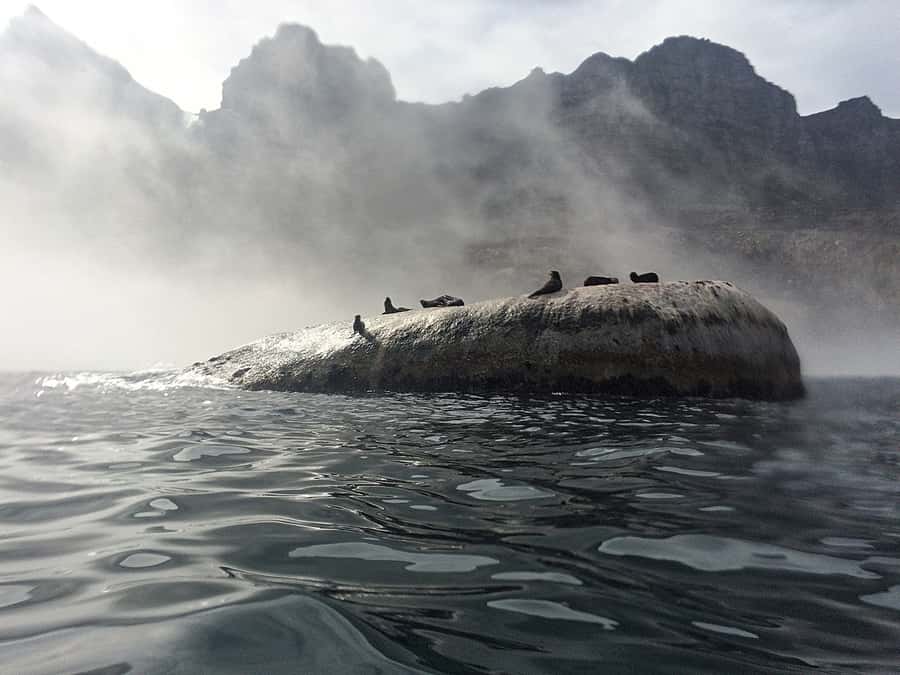 Cape Town: Marine Big 5 Ocean Safari from V&A Waterfront - The first views: Signal Hill, Lion’s Head, and Table Mountain