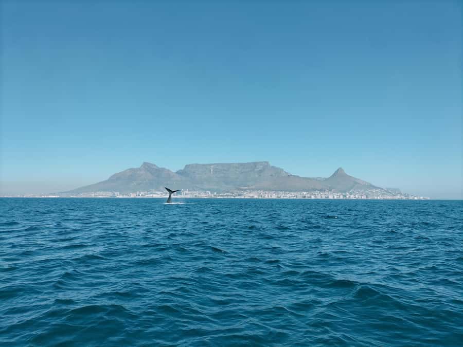 Cape Town: Marine Biologist Led Safari Tour - V&A Waterfront - Setting out from the V&A Waterfront