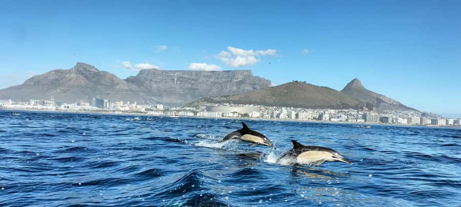 Cape Town: Marine Biologist Led Safari Tour - V&A Waterfront - Table Bay, Robben Island and the Table Mountain view