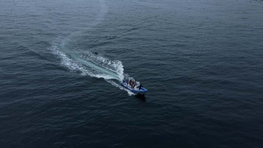Cape Town: Marine Biologist Led Safari Tour - V&A Waterfront - Whales are a bonus, not the promise