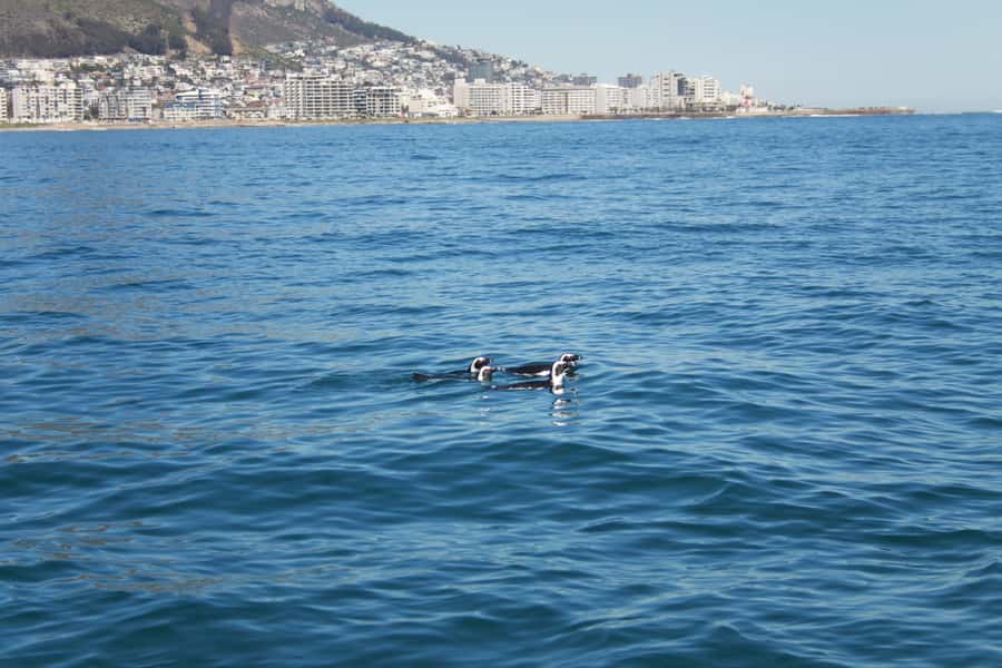 Cape Town: Marine Biologist Led Safari Tour - V&A Waterfront - The marine biologist changes the tone of the trip