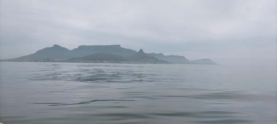 Cape Town: Marine Biologist Led Safari Tour - V&A Waterfront - The conservation contribution has real value