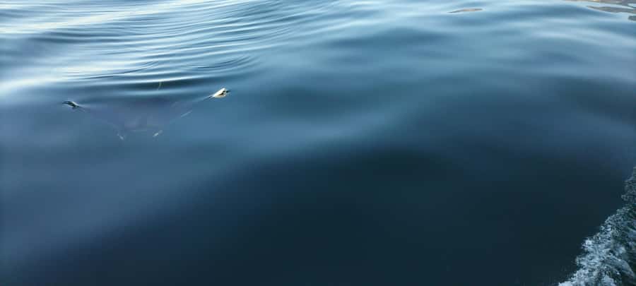 Cape Town: Marine Biologist Led Safari Tour - V&A Waterfront - Is the $84 price fair?