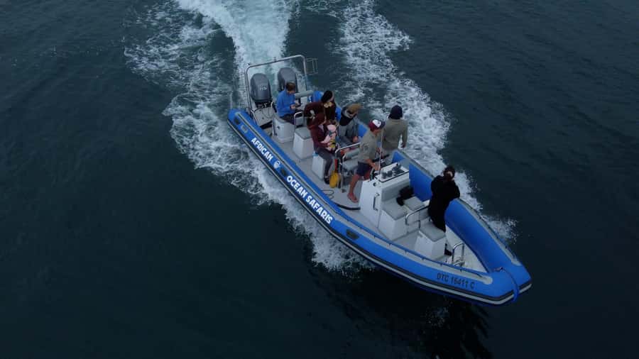 Cape Town: Marine Biologist Led Safari Tour - V&A Waterfront - A small RIB makes the wildlife search more active