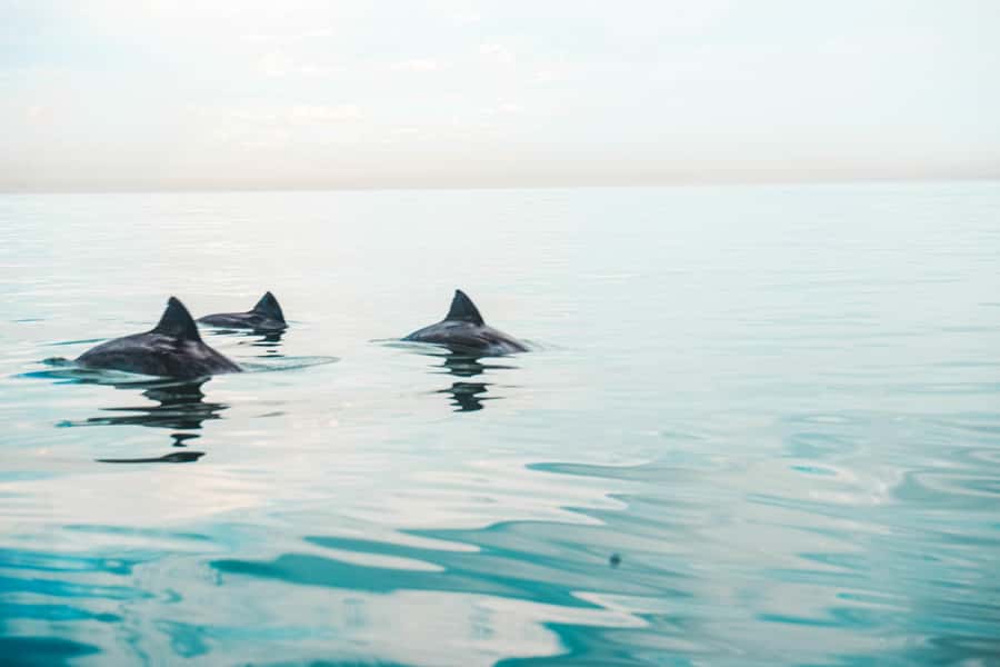 Cape Town: Marine Life Kayak Tour From the V&A Waterfront - The first reward: Cape Town from the water