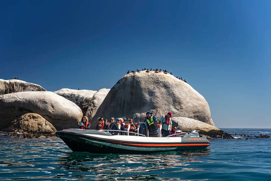 Cape Town: Marine Wildlife Tour from the V&A Waterfront - Key points to know before you book