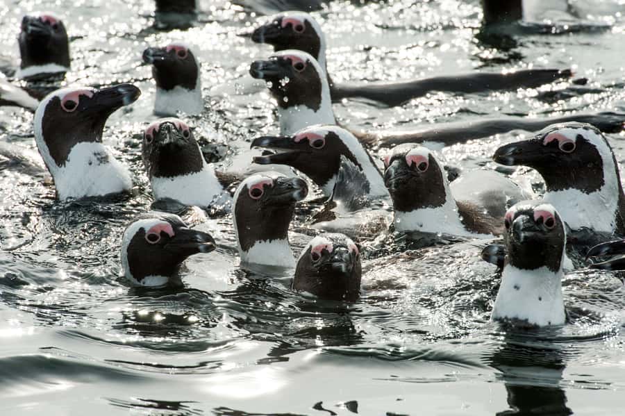Cape Town: Marine Wildlife Tour from the V&A Waterfront - A wildlife trip that begins beside Table Mountain