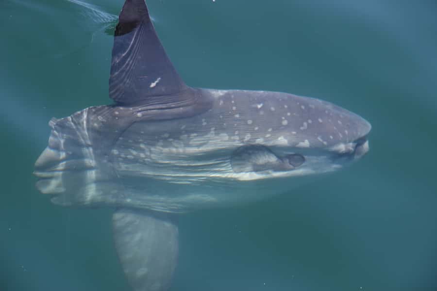 Cape Town: Marine Wildlife Tour from the V&A Waterfront - The animals you might see in Table Bay