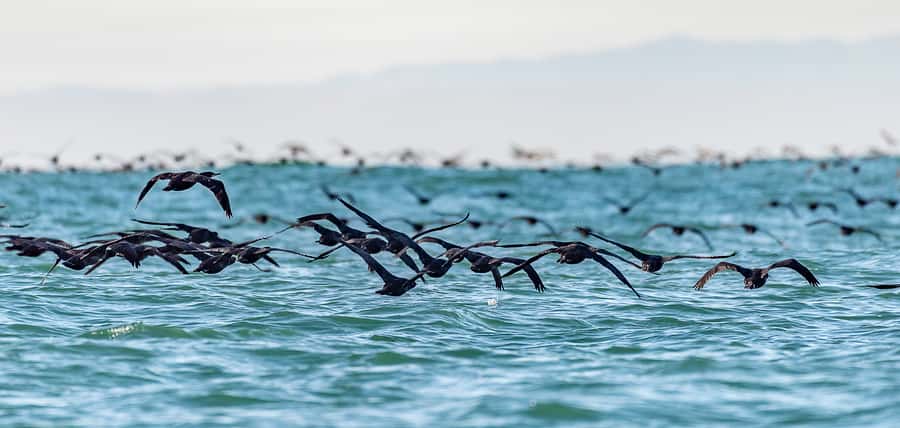 Cape Town: Marine Wildlife Tour from the V&A Waterfront - Whale season and the luck factor