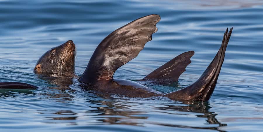 Cape Town: Marine Wildlife Tour from the V&A Waterfront - The guides make the difference