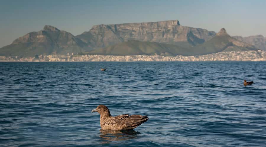 Cape Town: Marine Wildlife Tour from the V&A Waterfront - Who should book this boat trip