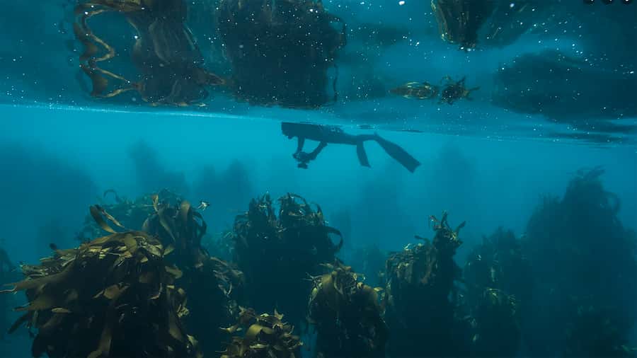 Cape Town: Ocean Safari in Hout Bay - Key points to know before you book