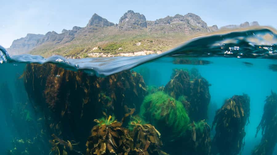 Cape Town: Ocean Safari in Hout Bay - From the Snorkel Centre to Hout Bay Harbour