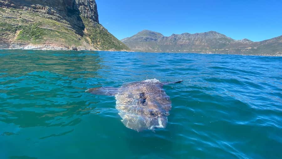Cape Town: Ocean Safari in Hout Bay - What happened to seal snorkeling?