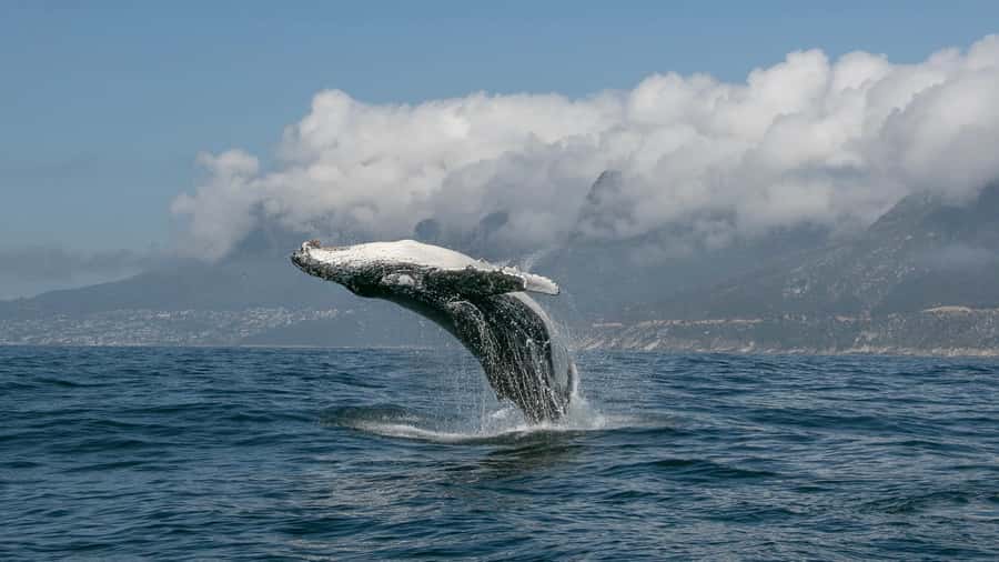 Cape Town: Ocean Safari in Hout Bay - Guides, safety, and the small-group feel