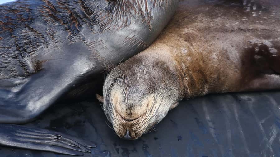 Cape Town: Ocean Safari in Hout Bay - Is $186 good value for four hours?