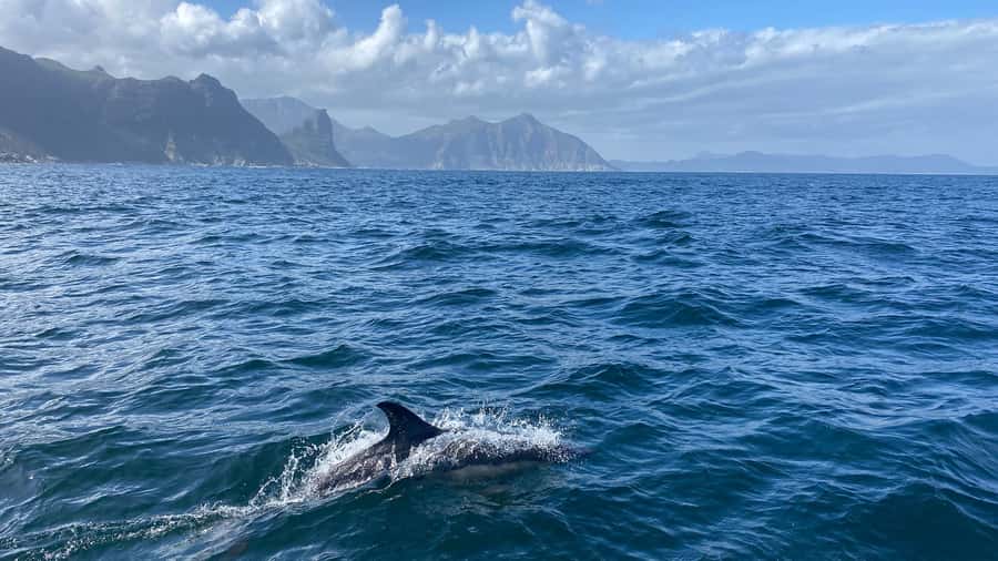 Cape Town: Ocean Safari in Hout Bay - Who should book the Hout Bay ocean safari?